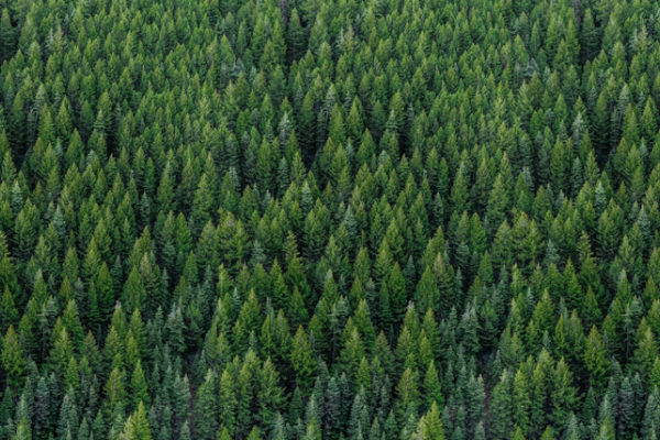 ESG Fundamentals for Directors